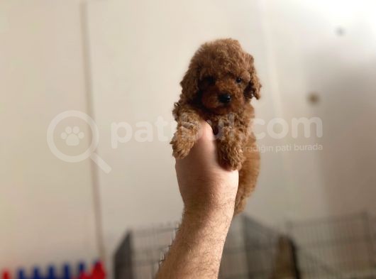 Mall Of İstanbul Vonalpten Toy Poodle görsel