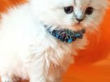 Petmode Den En Güzel Longhair Scottish Yavrular