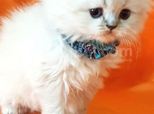 Petmode Den En Güzel Longhair Scottish Yavrular görsel