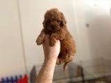Mall Of İstanbul Vonalpten Toy Poodle