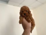 Mall Of İstanbul Vonalpten Toy Poodle