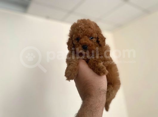Mall Of İstanbul Vonalpten Toy Poodle görsel