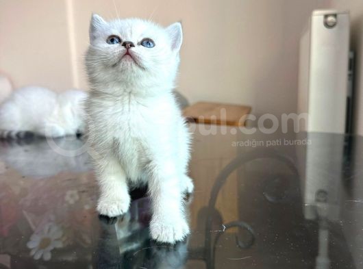 4 Adet 45 Günlük Safkan Blue Poi̇nt Yavrularimiz görsel