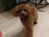 7 Aylık Dişi Red Brown Toy Poodle