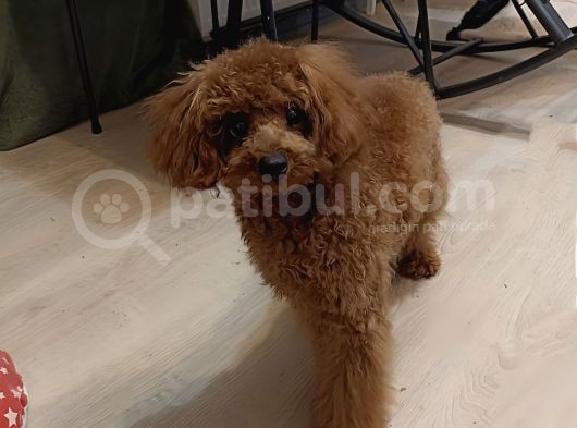 7 Aylık Dişi Red Brown Toy Poodle görsel
