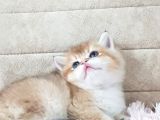 Show Kalite Golden British Shorthair Ve Longhair Yavrular