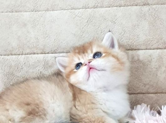 Show Kalite Golden British Shorthair Ve Longhair Yavrular görsel