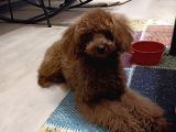 7 Aylık Dişi Red Brown Toy Poodle
