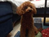 7 Aylık Dişi Red Brown Toy Poodle