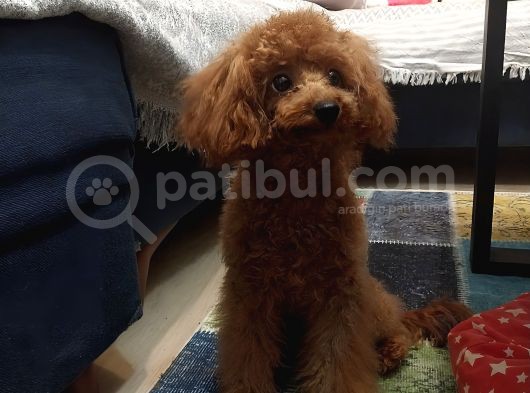 7 Aylık Dişi Red Brown Toy Poodle