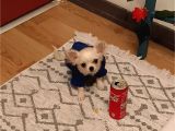 6 Aylık Mini Boy Dişi Şivava