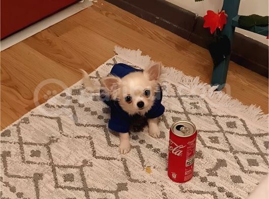 6 Aylık Mini Boy Dişi Şivava görsel