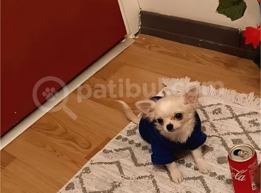 6 Aylık Mini Boy Dişi Şivava görsel