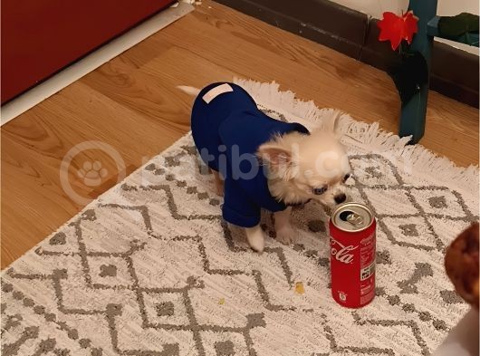 6 Aylık Mini Boy Dişi Şivava görsel