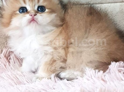 Show Kalite Golden British Shorthair Ve Longhair Yavrular görsel