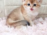 Show Kalite Golden British Shorthair Ve Longhair Yavrular