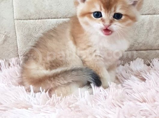 Show Kalite Golden British Shorthair Ve Longhair Yavrular görsel