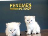 Show Kali̇te British Shorthair Yavrulari Fenomen Pets