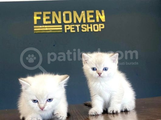 Show Kali̇te British Shorthair Yavrulari Fenomen Pets görsel