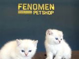 Show Kali̇te British Shorthair Yavrulari Fenomen Pets