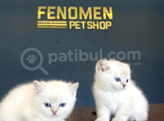 Show Kali̇te British Shorthair Yavrulari Fenomen Pets görsel