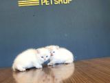 Show Kali̇te British Shorthair Yavrulari Fenomen Pets