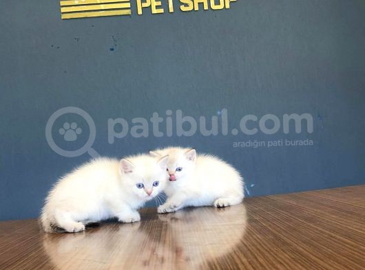 Show Kali̇te British Shorthair Yavrulari Fenomen Pets görsel