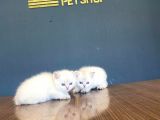 SHOW KALİTE BRITISH SHORTHAIR YAVRULARI FENOMEN PETS