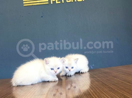 Show Kali̇te British Shorthair Yavrulari Fenomen Pets