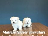 KAR BEYAZ ORJİNAL MALTESE TERRİER YAVRULARI FENOMEN PETS ANK