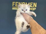 Show Kali̇te British Shorthair Yavrulari Fenomen Pets