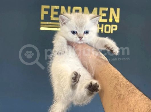 Show Kali̇te British Shorthair Yavrulari Fenomen Pets görsel