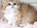 Show Kalite Golden British Shorthair Ve Longhair Yavrular
