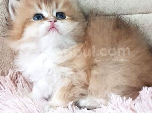 Show Kalite Golden British Shorthair Ve Longhair Yavrular görsel