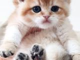 Show Kalite Golden British Shorthair Ve Longhair Yavrular