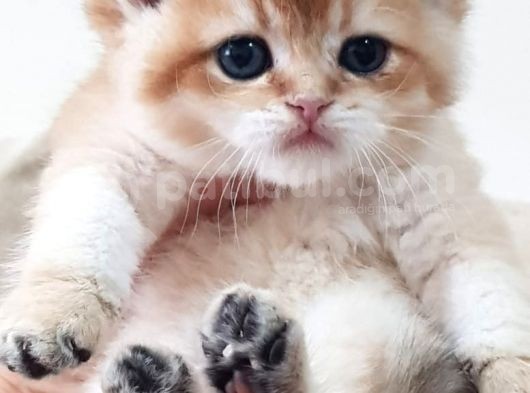 Show Kalite Golden British Shorthair Ve Longhair Yavrular görsel