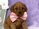 TOOY POODLE YAVRUMUZ 0 TEACUP 