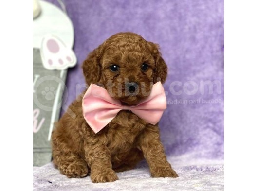 Tooy Poodle Yavrumuz 0 Teacup 
