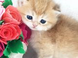 Show kalite golden british shorthair ve longhair yavrular