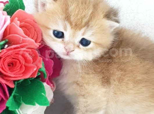 Show Kalite Golden British Shorthair Ve Longhair Yavrular