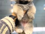 Ayıcık Surat Teacup Pomeranian Boo Bebişler