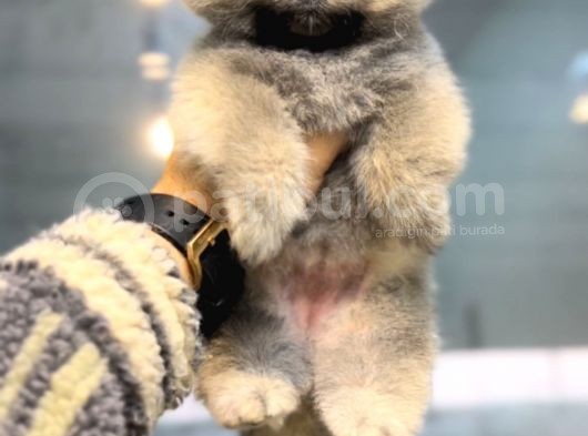 Ayıcık Surat Teacup Pomeranian Boo Bebişler görsel