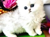 Show kalite british longhair ve shorthair silver