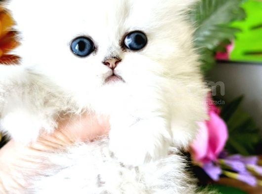 Show Kalite British Longhair Ve Shorthair Silver görsel