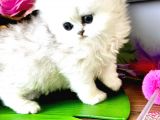 Show Kalite British Longhair Ve Shorthair Silver