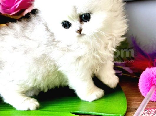 Show Kalite British Longhair Ve Shorthair Silver görsel