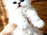 Show Kalite British Longhair Ve Shorthair Silver
