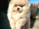 Teddy Bear Teacup Pomeranian Boo Aşk Çocuklar