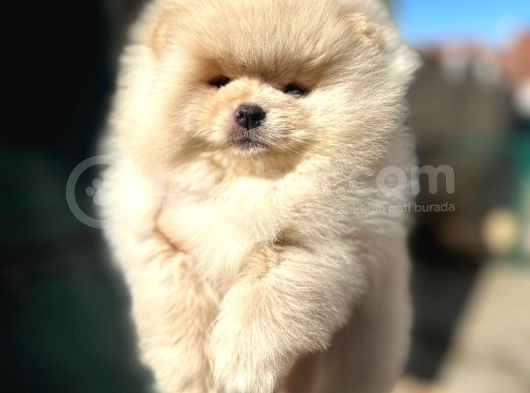 Ayıcık Surat Teacup Pomeranian Boo Bebişler görsel