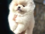 Teddy Bear Teacup Pomeranian Boo Aşk Çocuklar